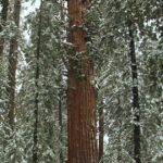Los premios a los árboles de California: El más grande, el más antiguo y el más alto