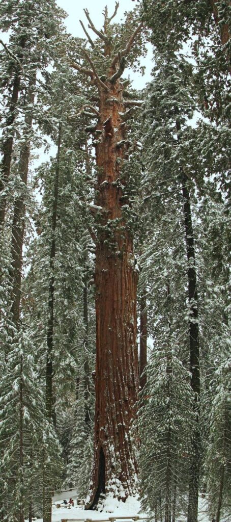 Los premios a los árboles de California: El más grande, el más antiguo y el más alto 18