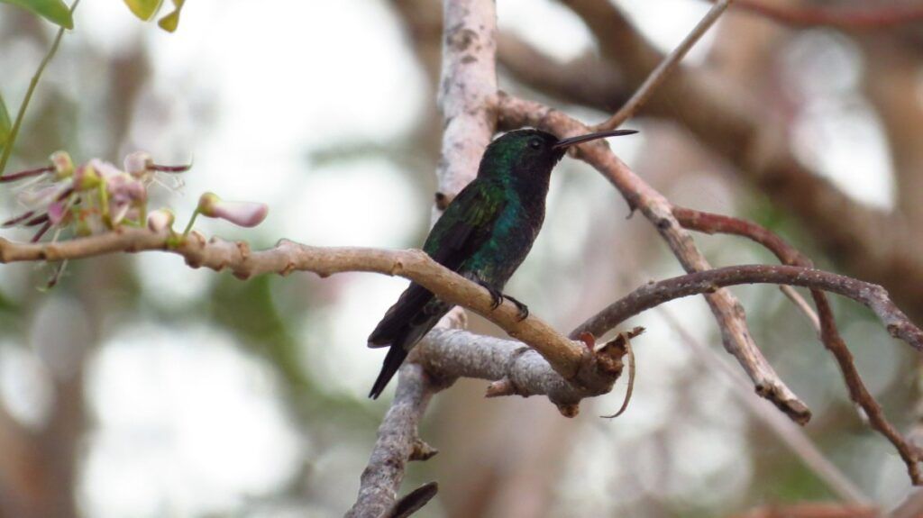 colibrí del manglar