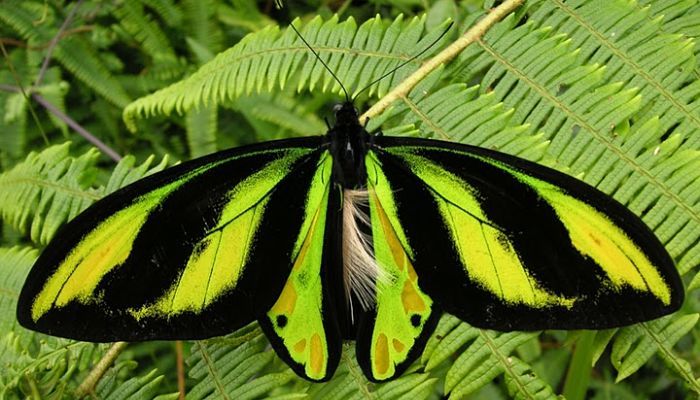 mariposa de ala de pájaro de la reina Alexandra