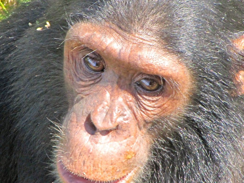 Los grandes simios: ¿Qué tienen de bueno? 5