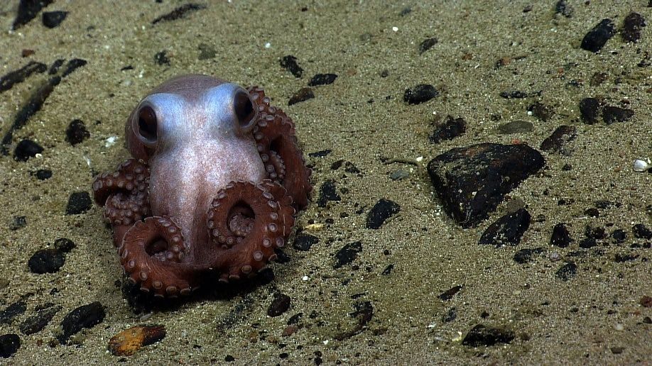 Datos increíbles sobre los calamares y los pulpos 1