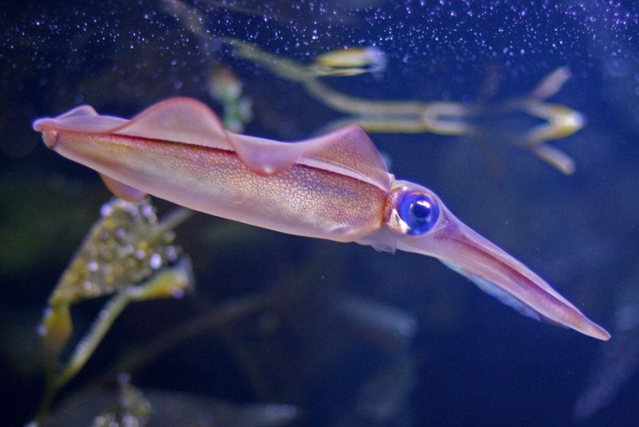 Datos increíbles sobre los calamares y los pulpos 3