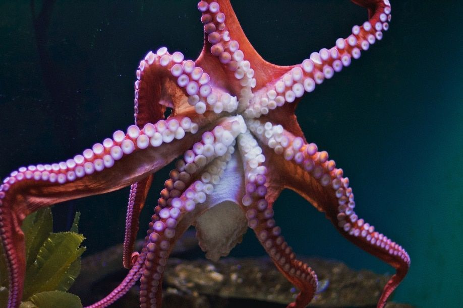 Datos increíbles sobre los calamares y los pulpos 4
