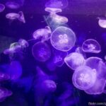 Medusas: El animal más acuático del mundo