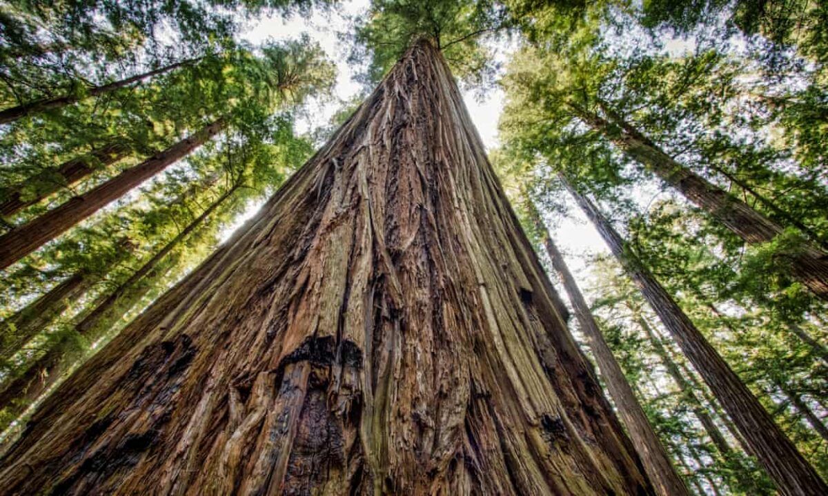 Los premios a los árboles de California: El más grande, el más antiguo y el más alto 1 árboles de California