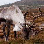 No sólo en Navidad: 7 datos sobre los renos