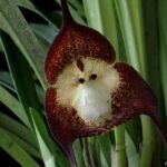 Orquídeas que parecen animales