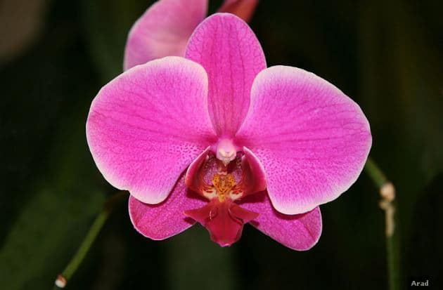 Orquídeas que parecen animales 9