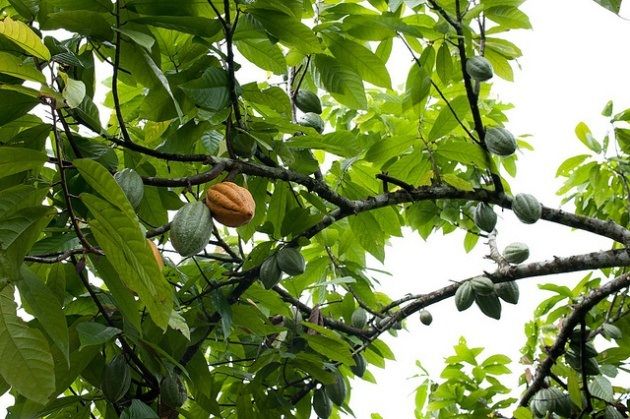 Theobroma cacao: El árbol del chocolate