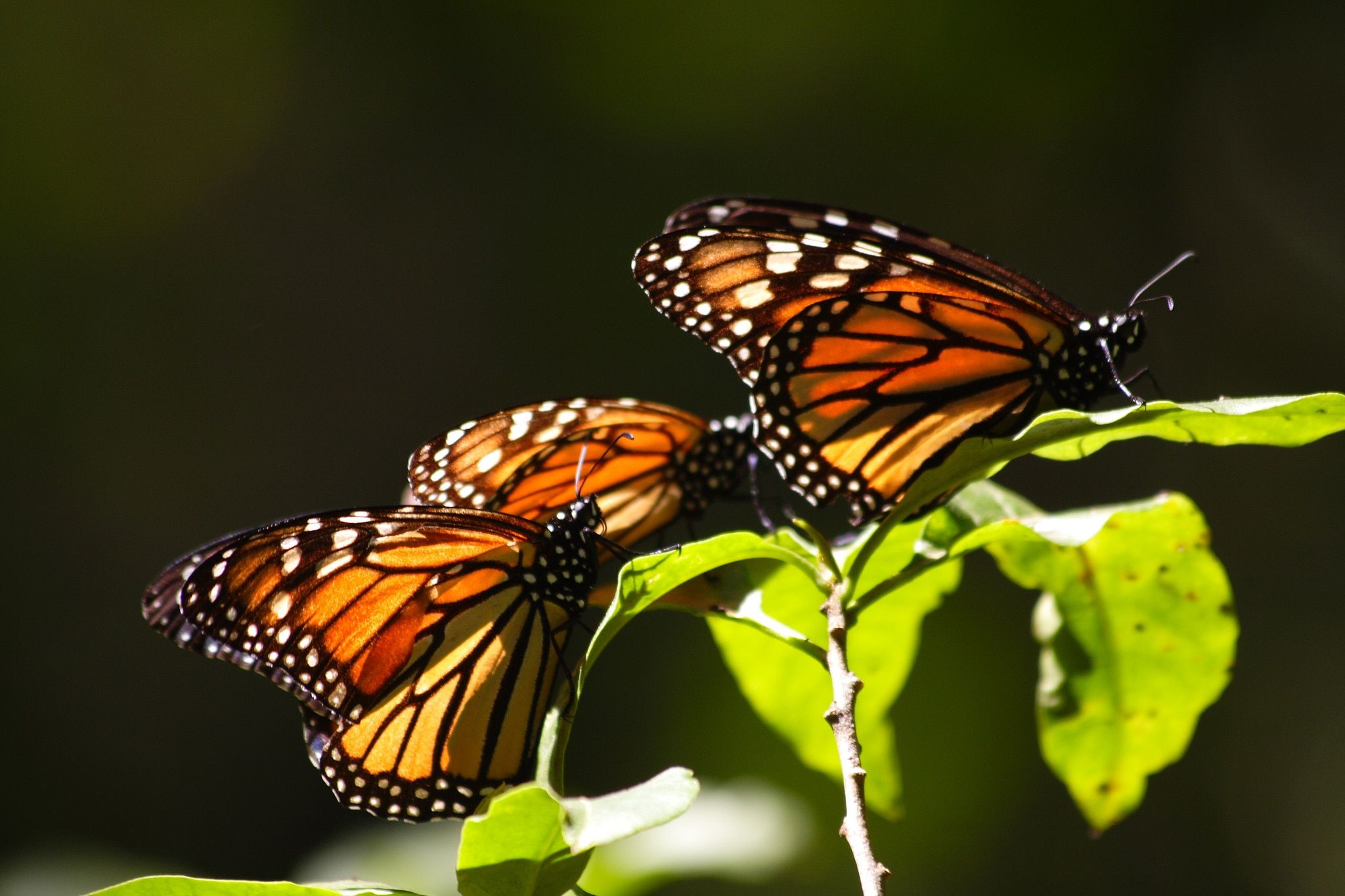 Cosas que probablemente no sabías sobre las polillas y las mariposas 1