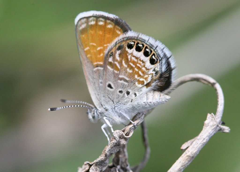 Cosas que probablemente no sabías sobre las polillas y las mariposas 4