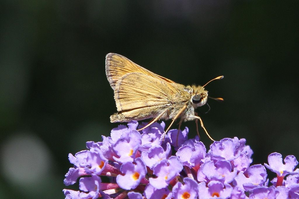 Cosas que probablemente no sabías sobre las polillas y las mariposas 5