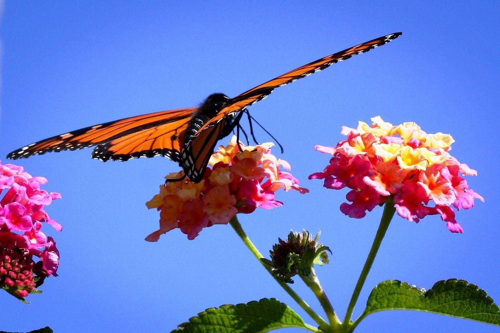 Cosas que probablemente no sabías sobre las polillas y las mariposas 7