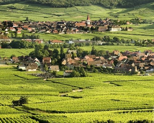 ruta del vino de Alsacia