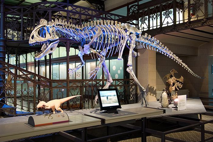 Cosas para ver en Bruselas 10 Muséum des Sciences Naturelles