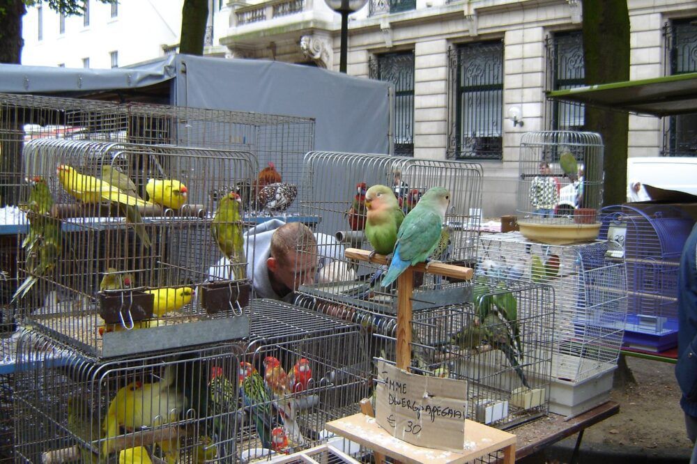 Vogelenmarkt