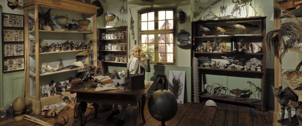Cosas para ver en Estrasburgo 5 Museo Zoológico