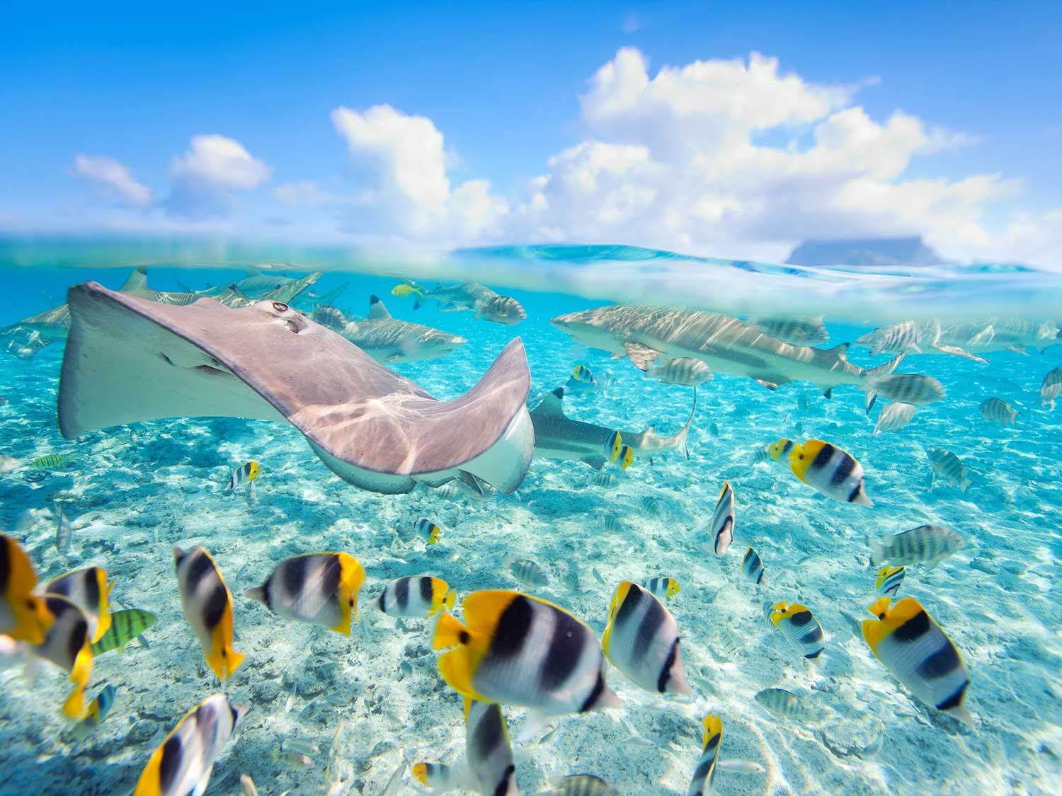 El mejor snorkel en Bora Bora 5