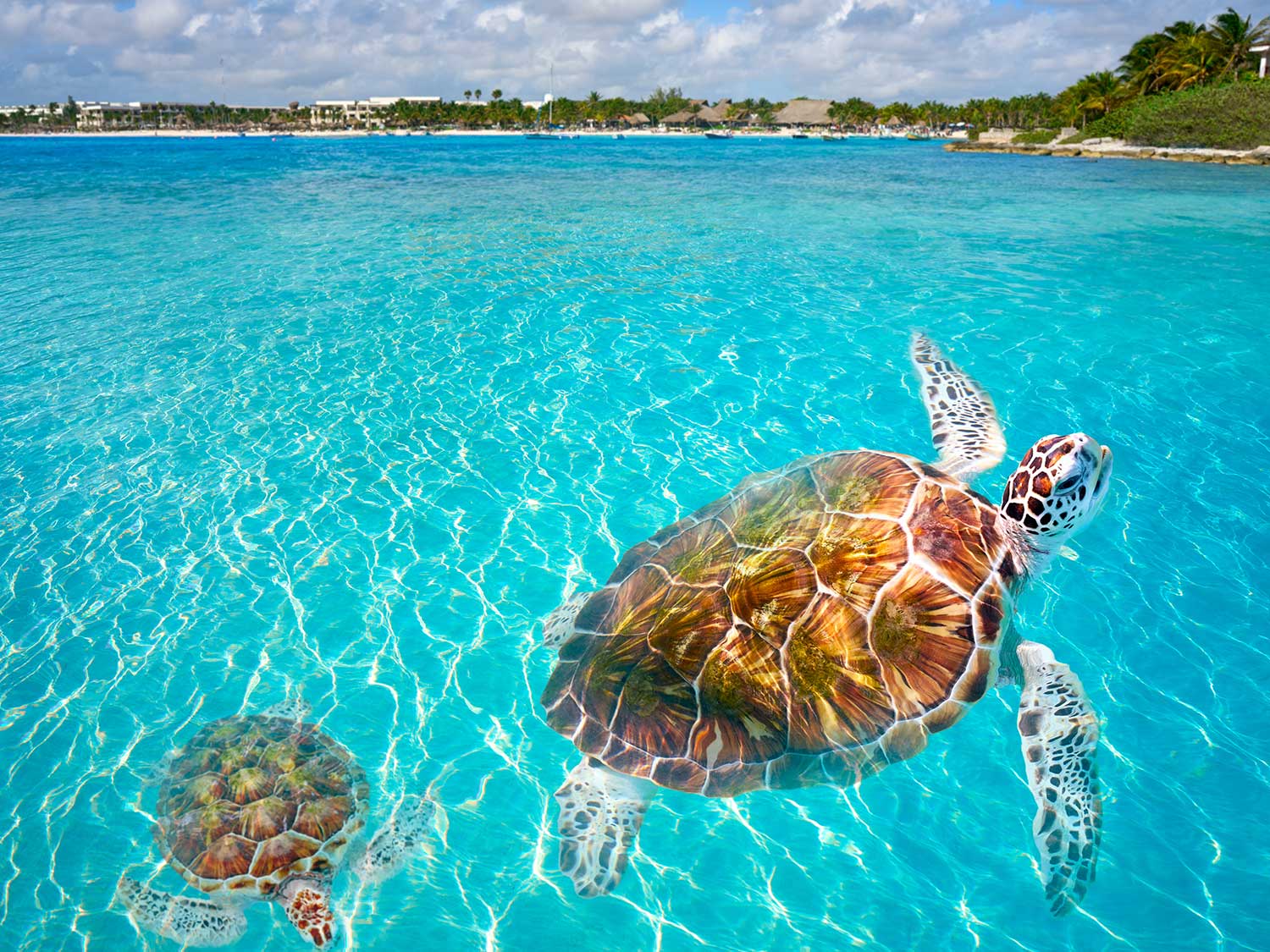 El Mejor Snorkeling en Cancún 3
