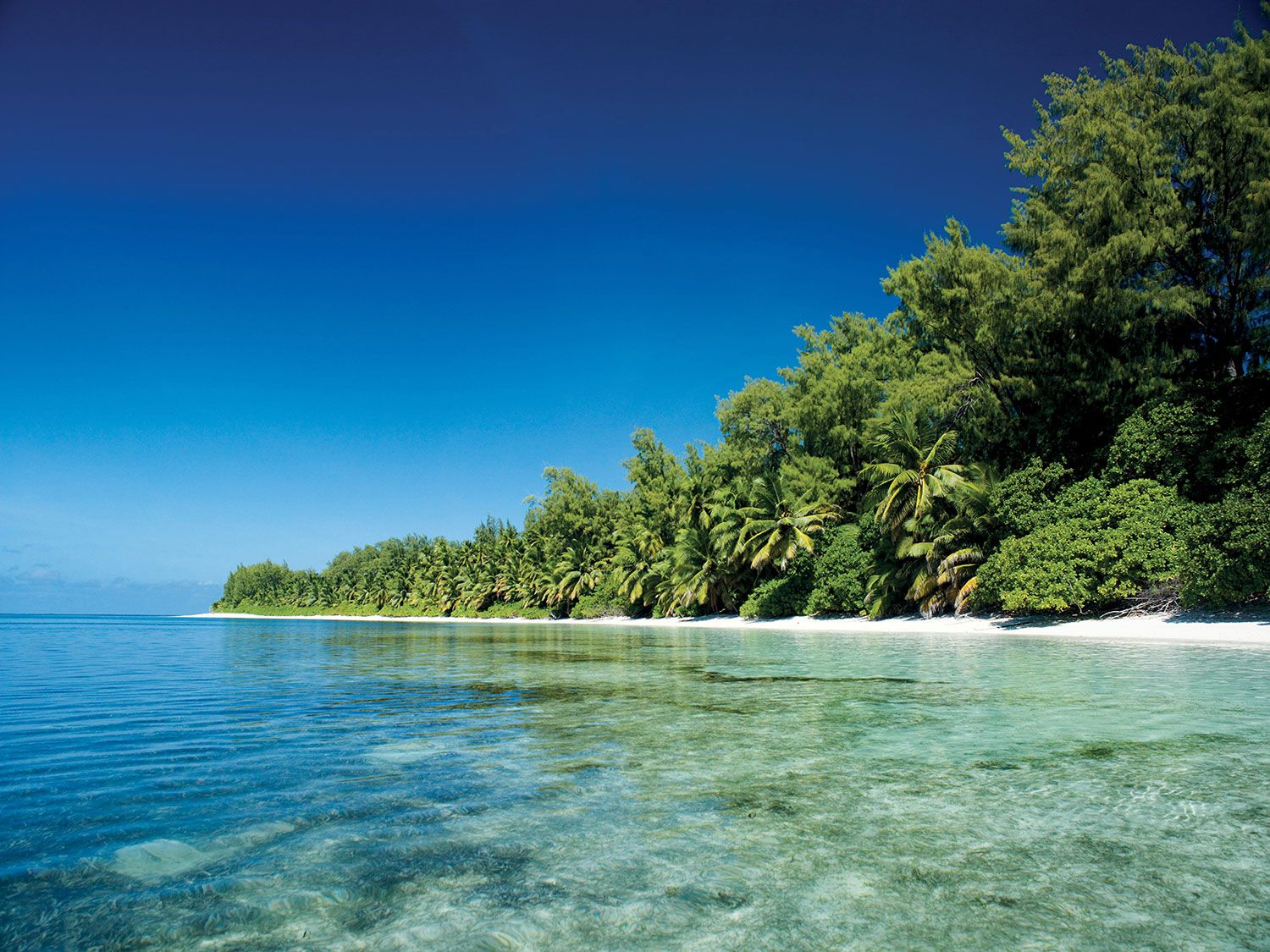 El Four Seasons Seychelles vs. Four Seasons Desroches Island: ¿Cuál es el adecuado para usted? 1