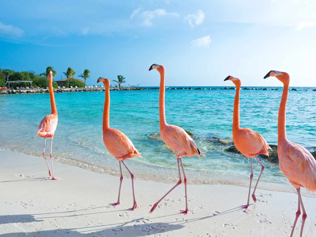 Caribe Las mejores playas de Aruba 2