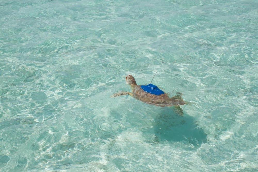 10 Resorts donde puedes bucear y nadar con tortugas marinas 3
