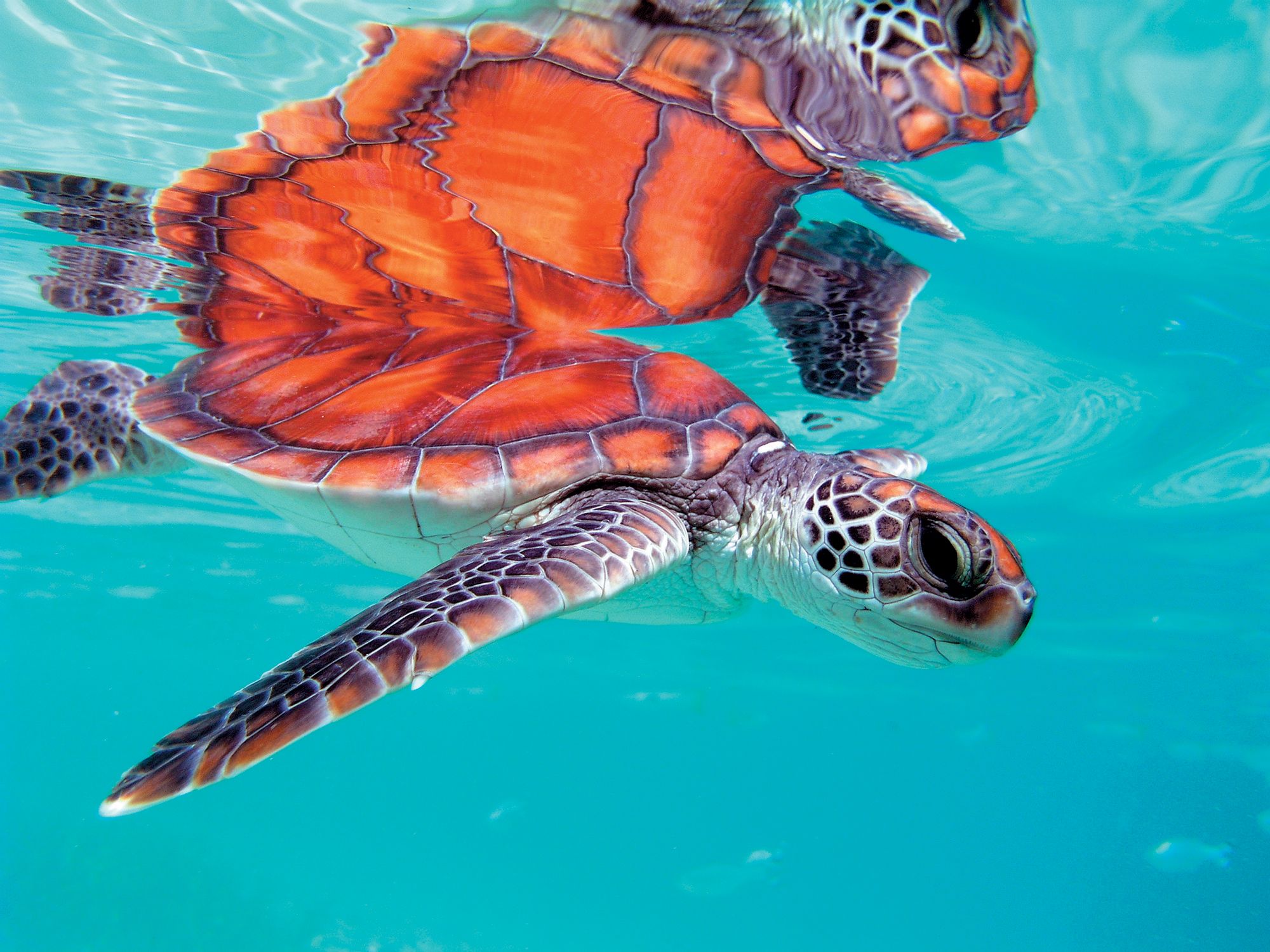 10 Resorts donde puedes bucear y nadar con tortugas marinas 10