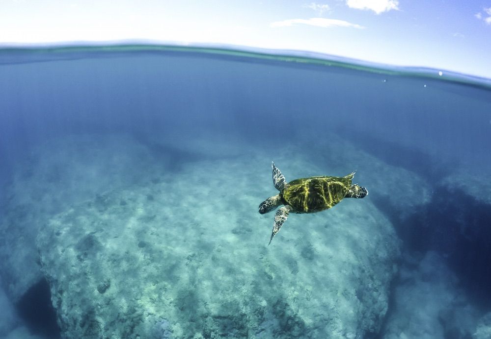 10 Resorts donde puedes bucear y nadar con tortugas marinas 8