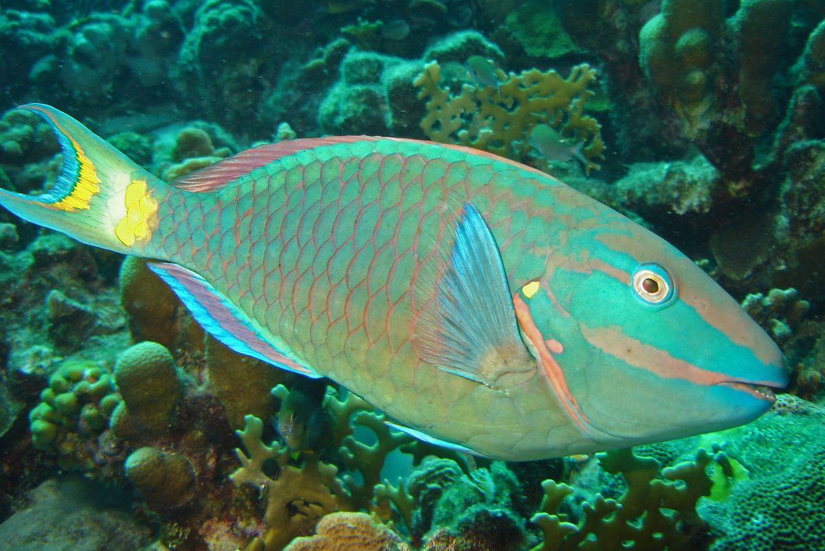 10 peces caribeños para detectar al bucear 6