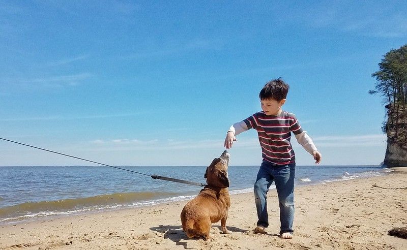 14 Mejores playas amigables para perros en Florida 15