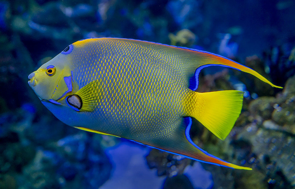 10 peces caribeños para detectar al bucear 1