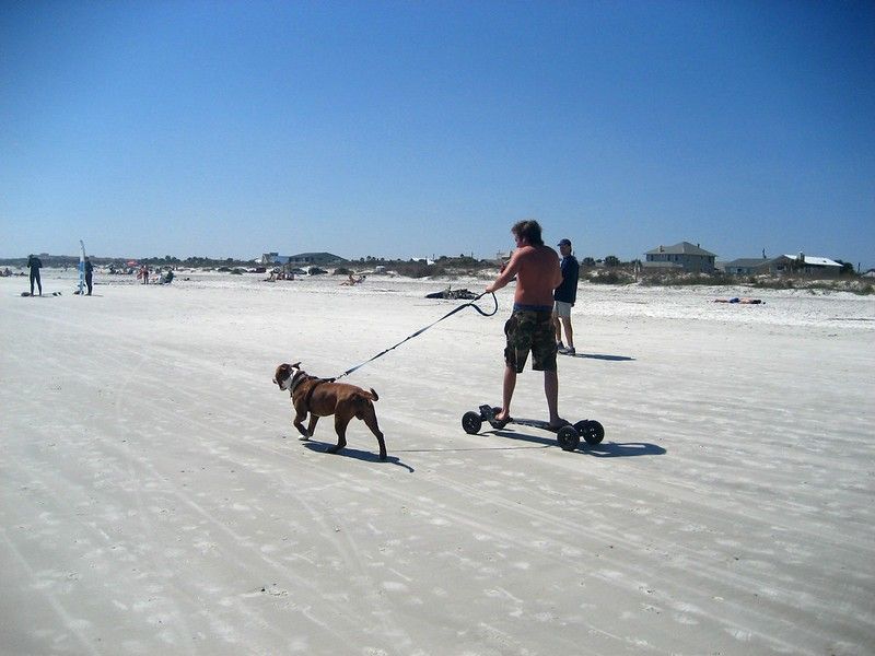 14 Mejores playas amigables para perros en Florida 16