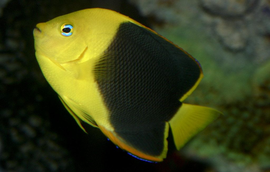 10 peces caribeños para detectar al bucear 2