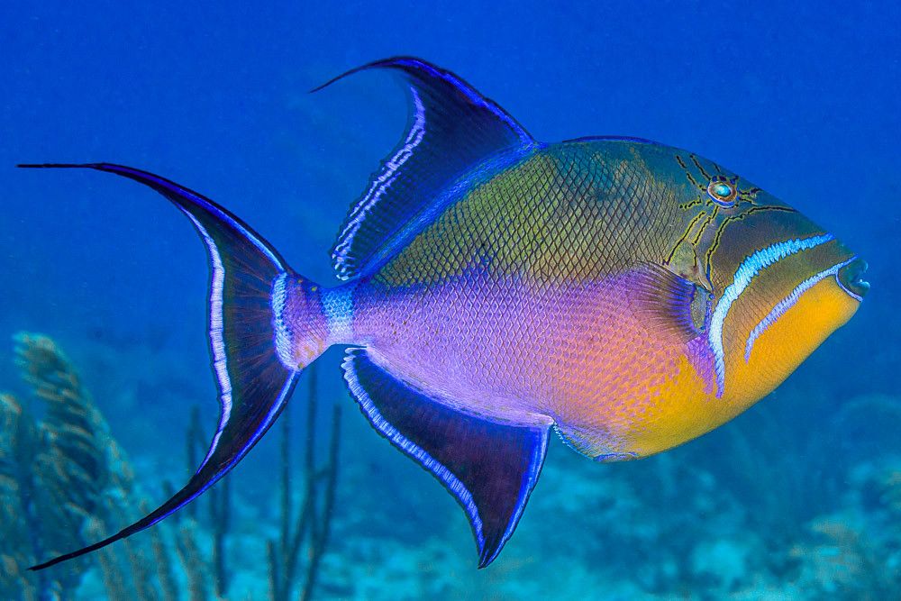 10 peces caribeños para detectar al bucear 10