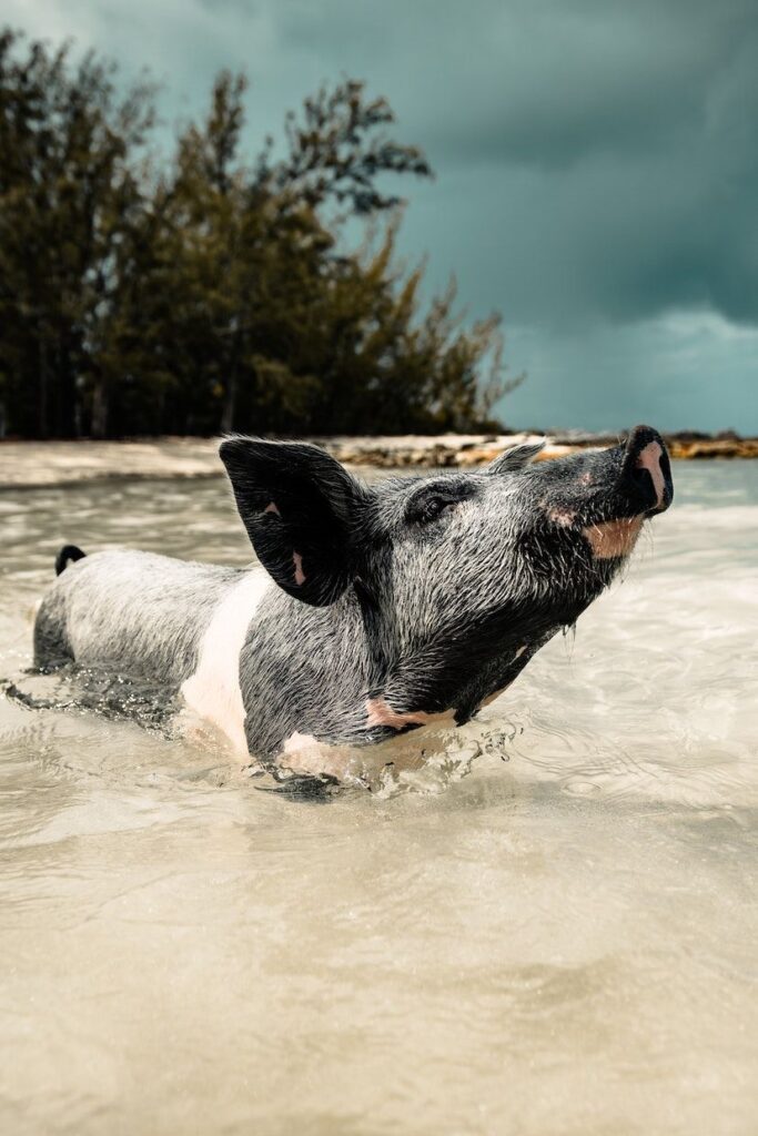 Nadando con cerdos en las Bahamas Todo lo que necesitas saber 4