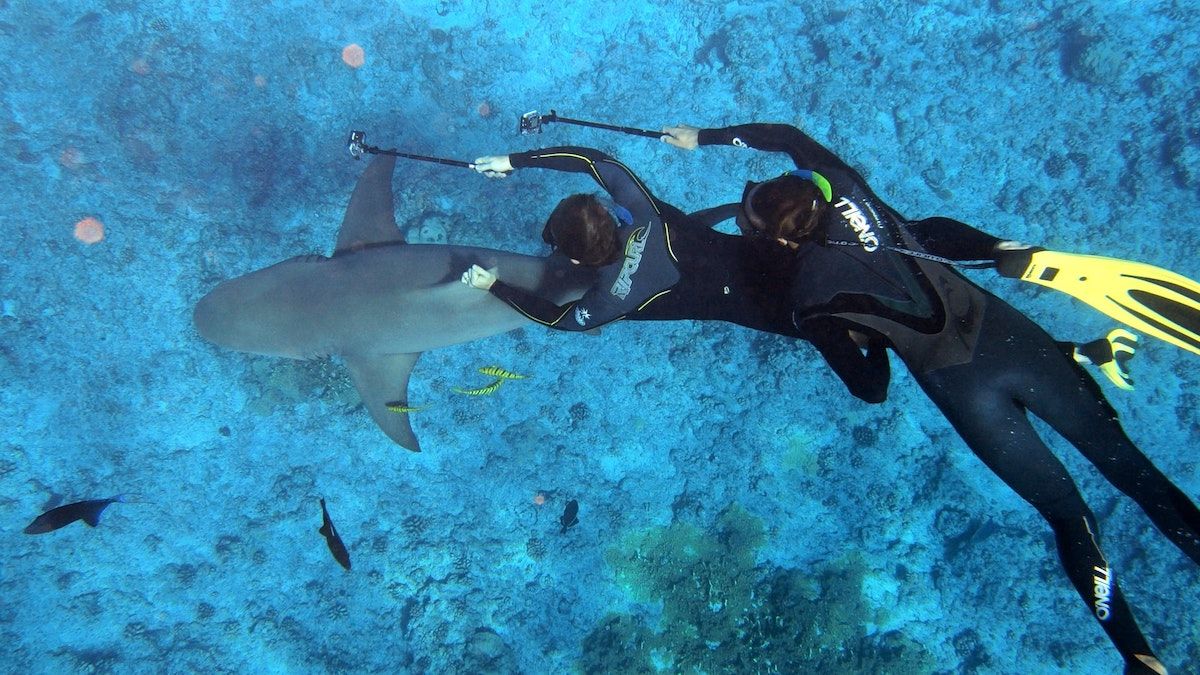 Nadar con tiburones en Bora Bora: Todo lo que necesitas saber