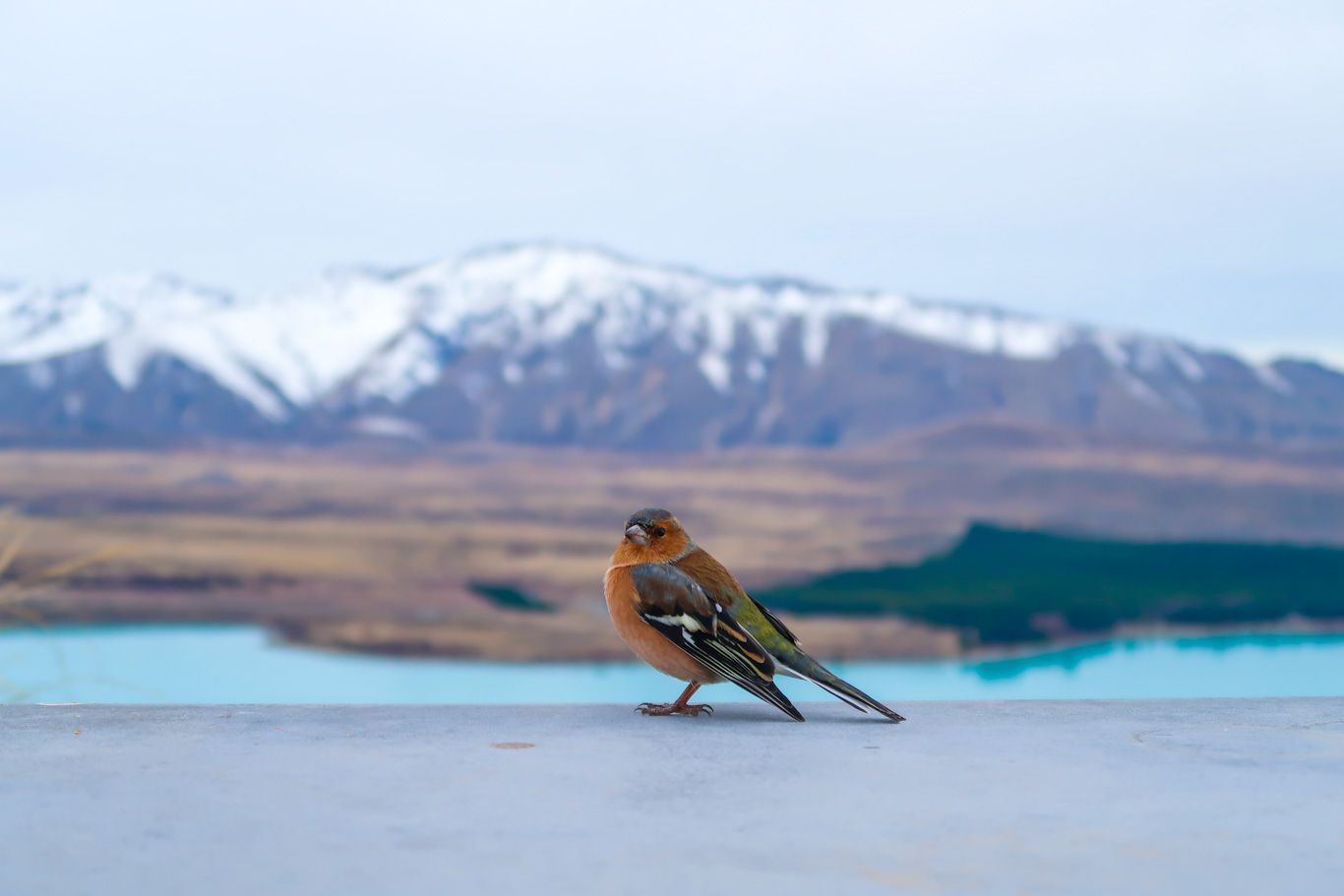Lake Tekapo