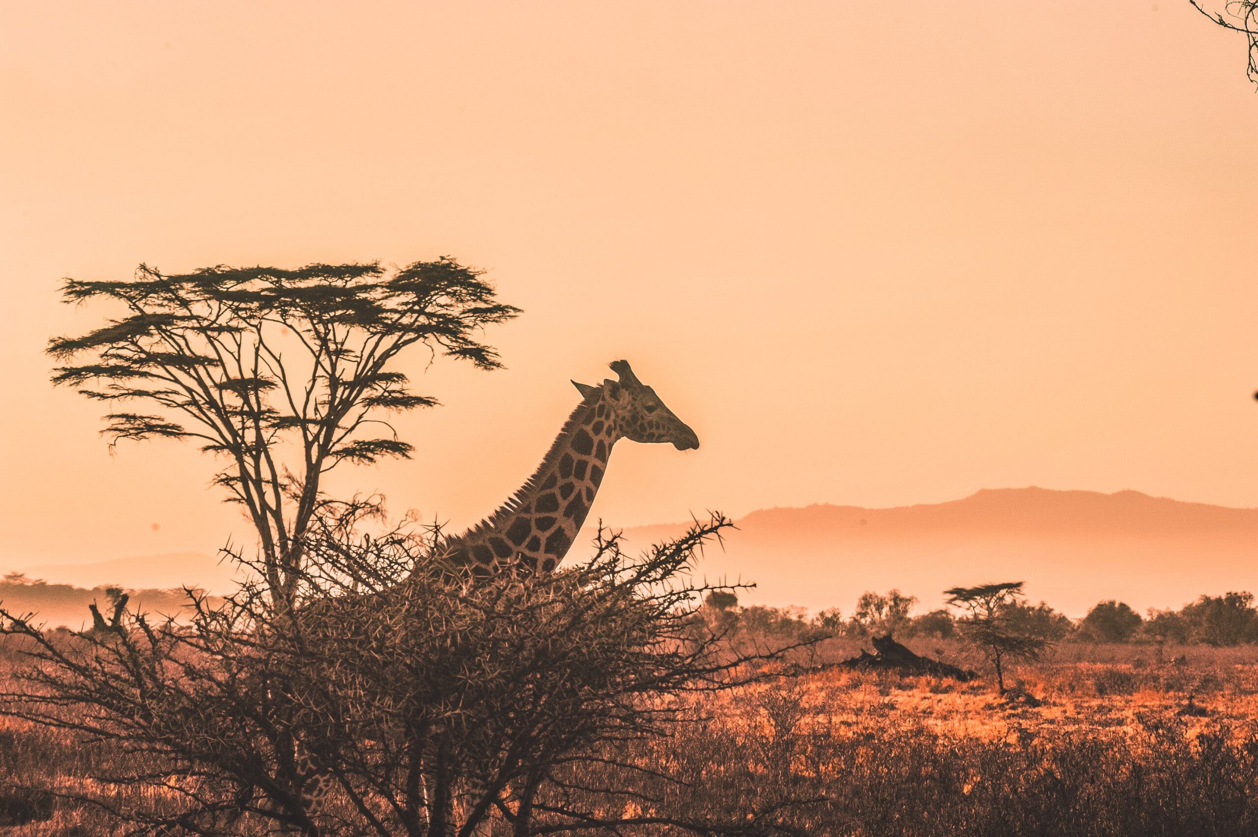 ¿Kenia o Sudáfrica para una aventura de Safari? 21