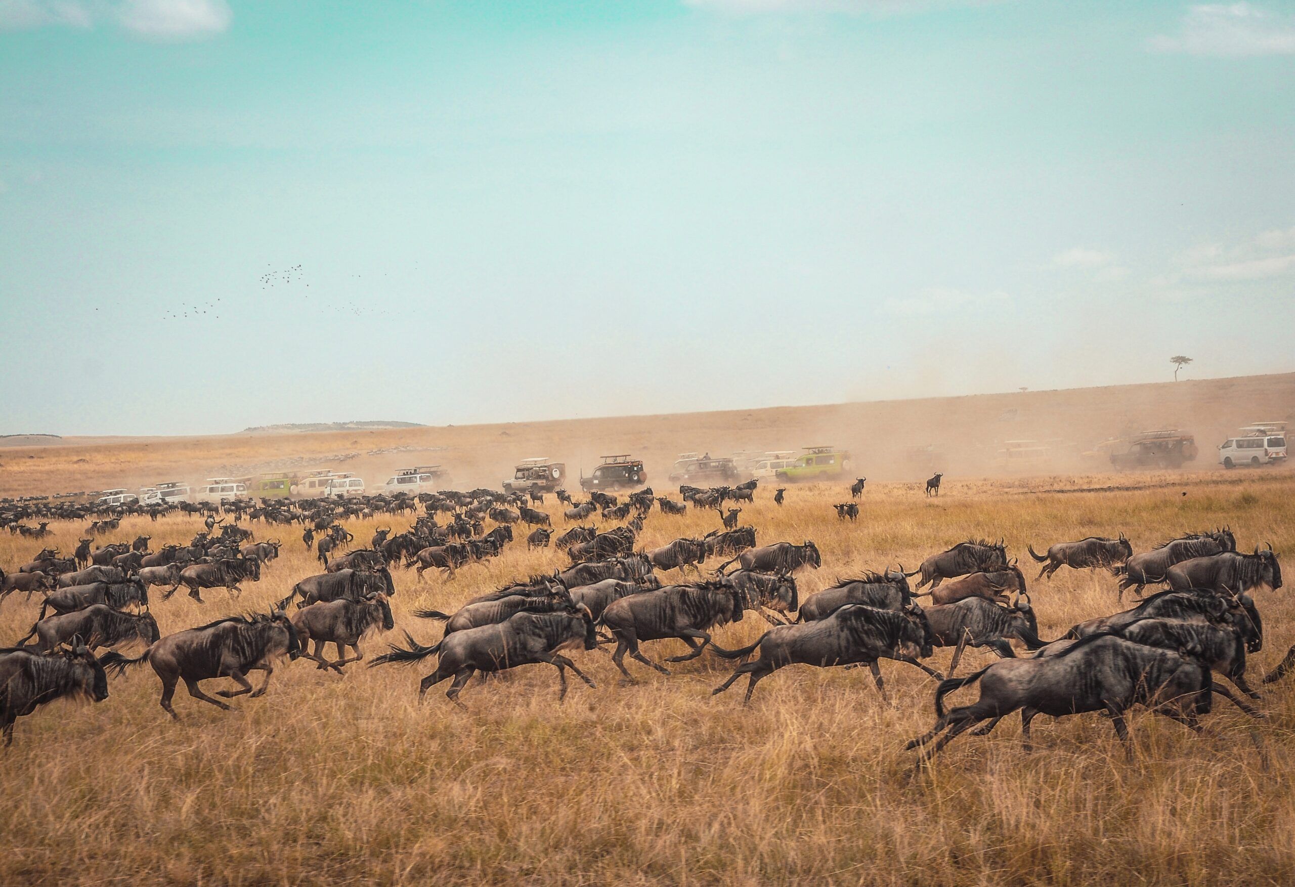 ¿Kenia o Sudáfrica para una aventura de Safari? 1
