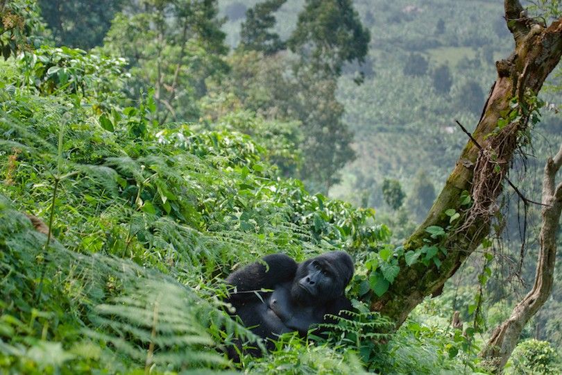 10 Parques Nacionales más bonitos de Uganda 26