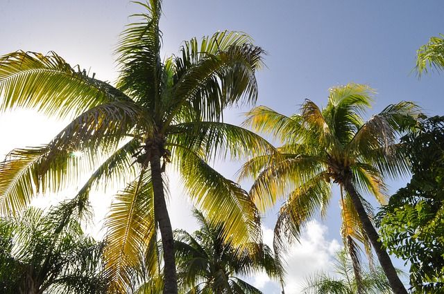 ¿Cuánto cuesta un viaje a Fiji? 8 ¿Cuánto cuesta un viaje a Fiji? 8