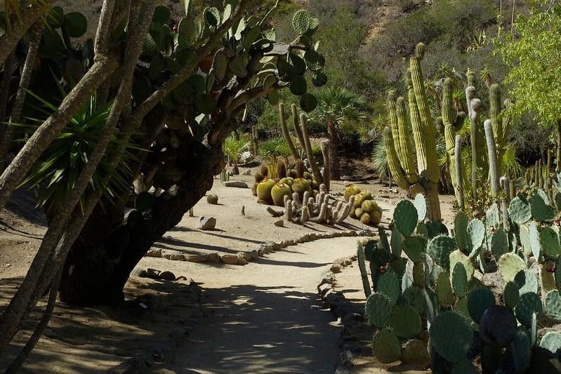 16 Mejores jardines botánicos en California que no deberías perderte 5