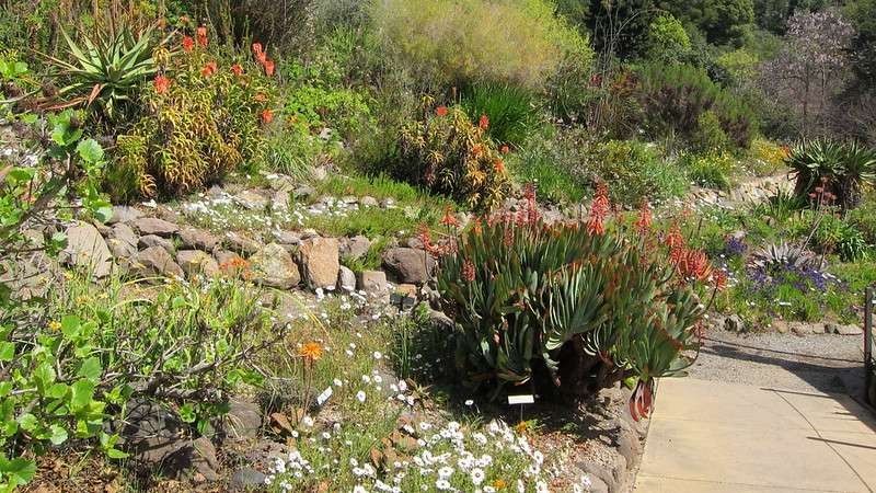 16 Mejores jardines botánicos en California que no deberías perderte 10