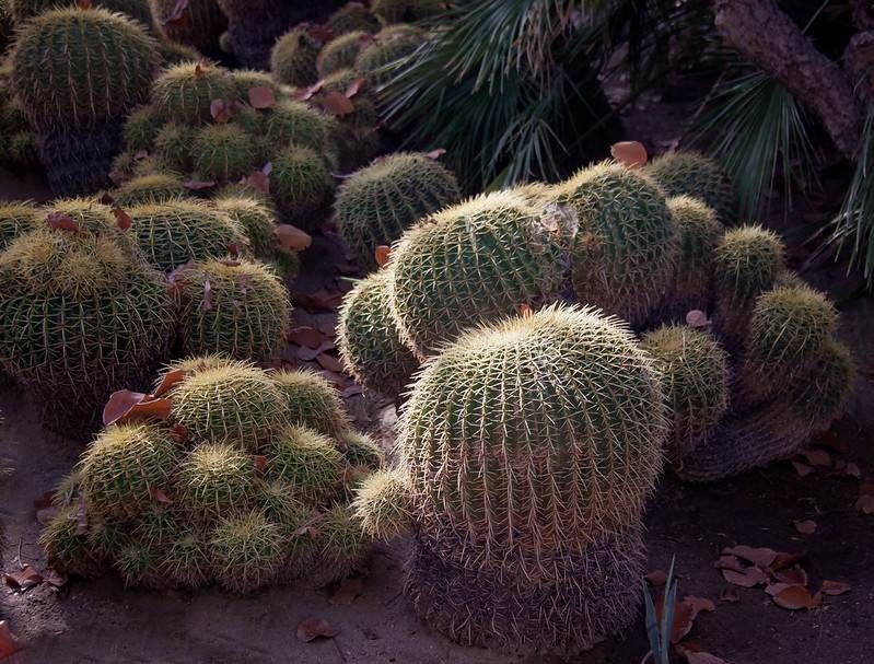 16 Mejores jardines botánicos en California que no deberías perderte 11