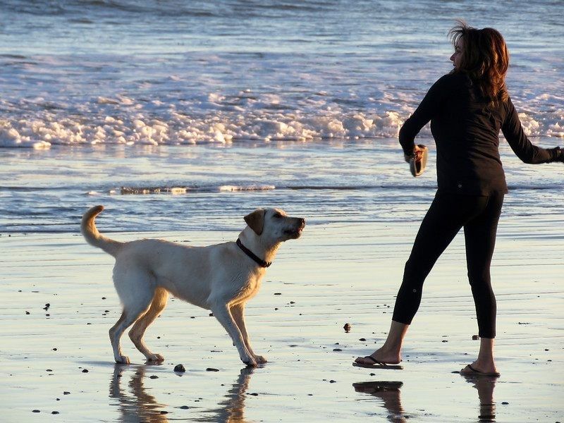 10 Mejores playas amigables para perros en California 6