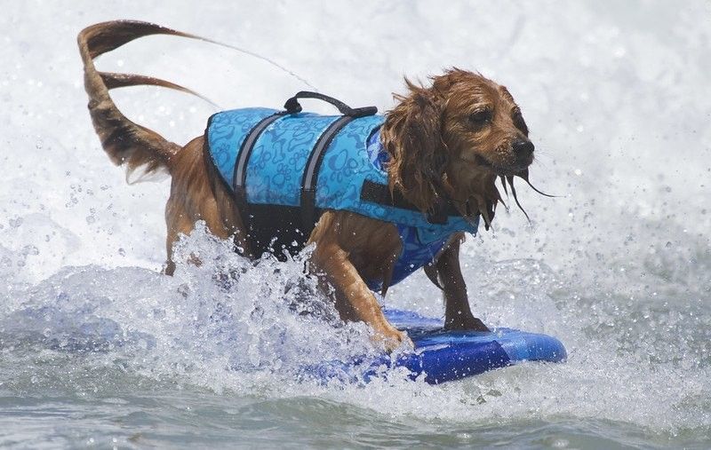 10 Mejores playas amigables para perros en California 3