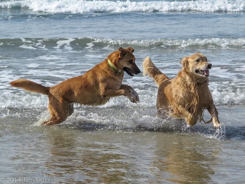 10 Mejores playas de perros en San Diego, California 5