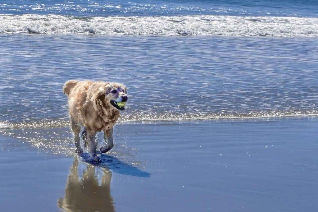 10 Mejores playas de perros en San Diego, California 7