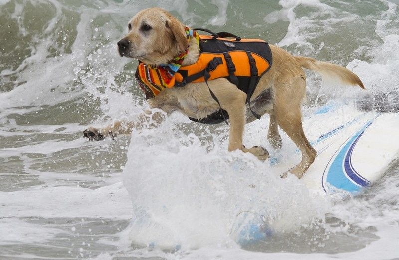 10 Mejores playas de perros en San Diego, California 8